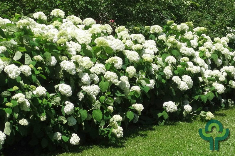 Hydrangea arb. 'Incrediball' ® (= 'Strong Annabelle' ®)