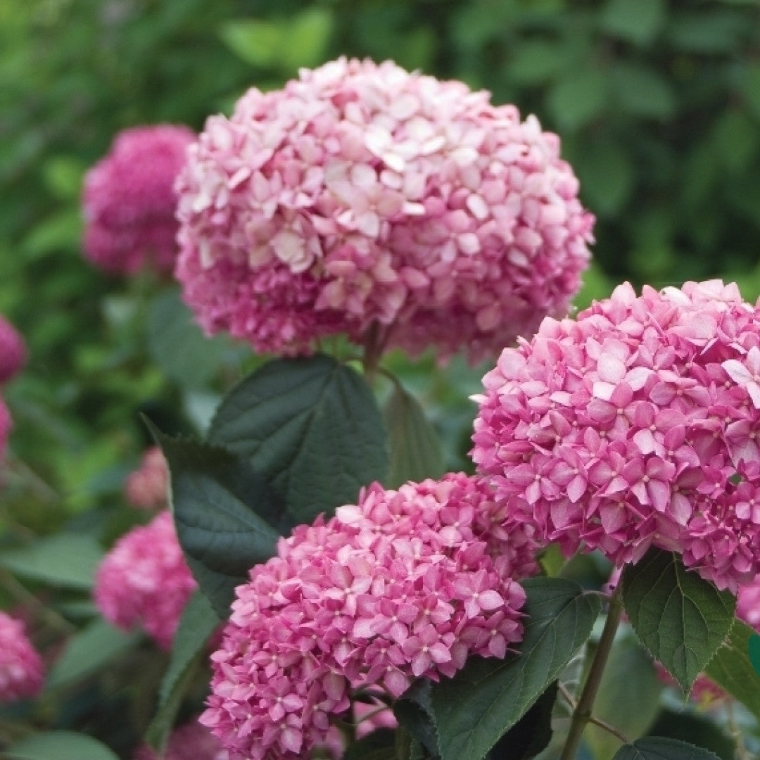 Hydrangea arb. 'Invincibelle' ® (= 'Pink Annabelle' ®)