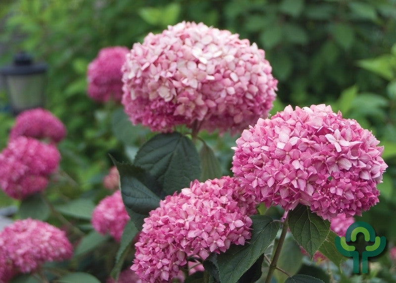 Hydrangea arb. 'Invincibelle' ® (= 'Pink Annabelle' ®)