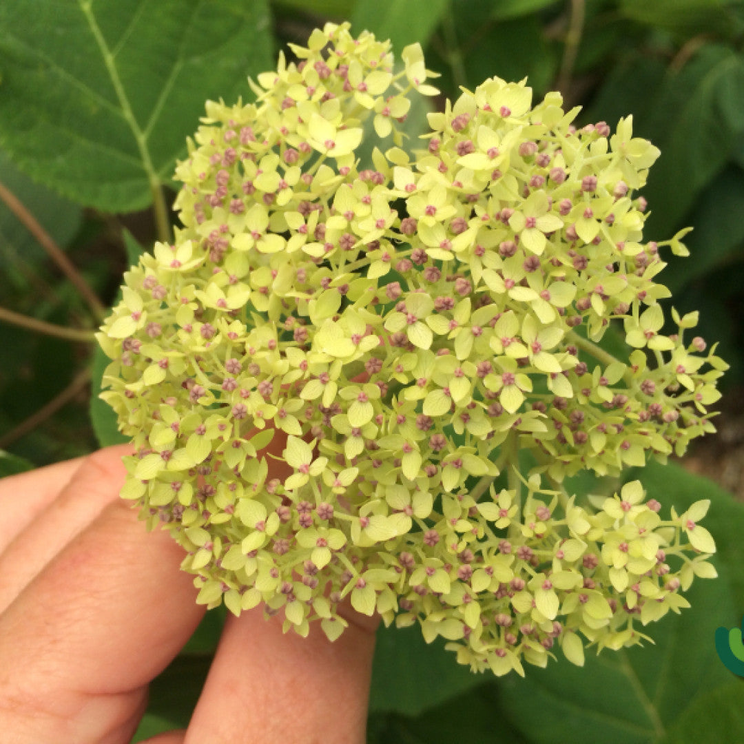 Hydrangea arborescens 'Lime Ricky' ®