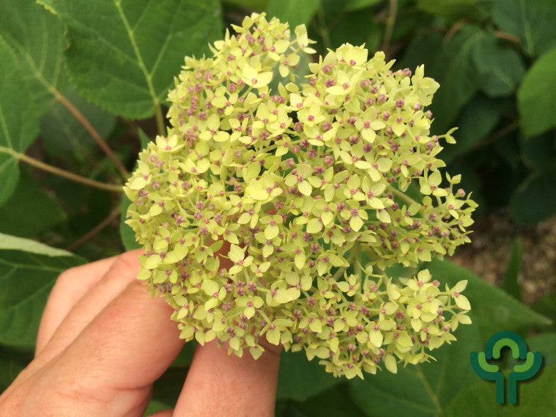 Hydrangea arborescens 'Lime Ricky' ®
