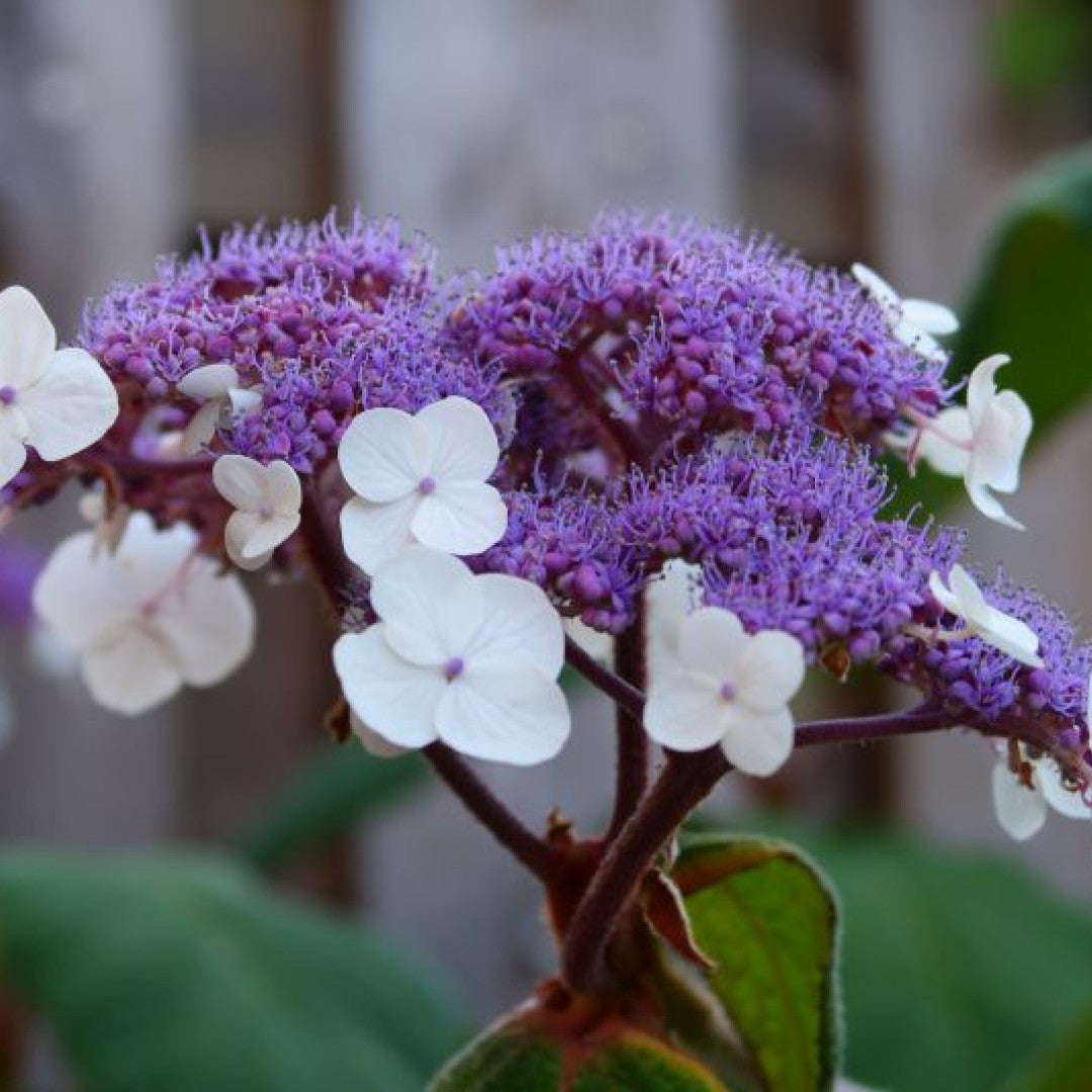 Hortensia (Hydrangea aspera) 'Macrophylla'