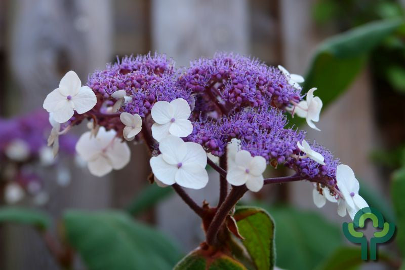 Hortensia (Hydrangea aspera) 'Macrophylla'