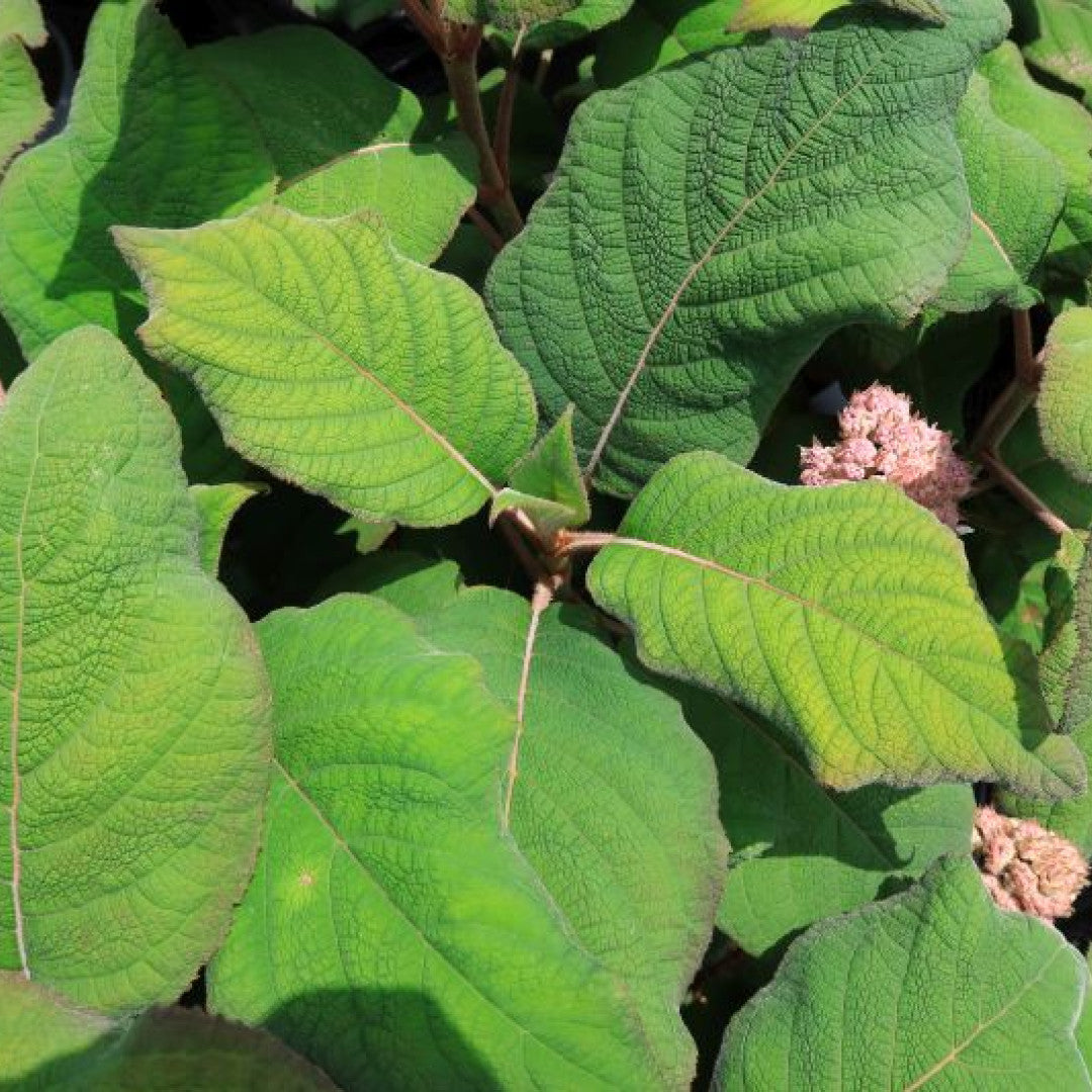 Hortensia (Hydrangea aspera) 'Macrophylla'