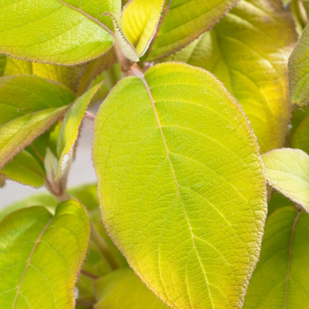 Hydrangea aspera sargentiana 'Goldrush' ®
