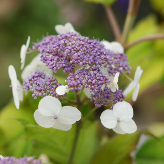 Hydrangea aspera sargentiana 'Goldrush' ®