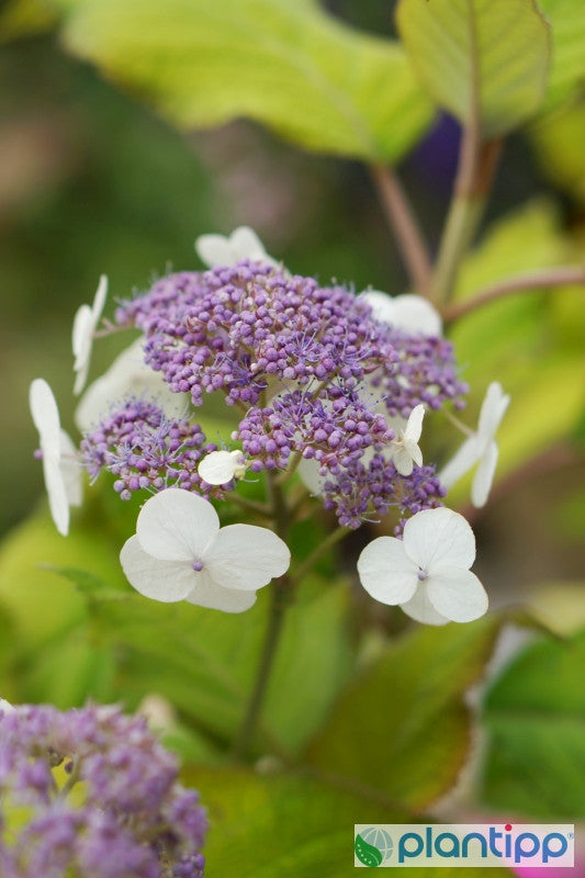 Hydrangea aspera sargentiana 'Goldrush' ®