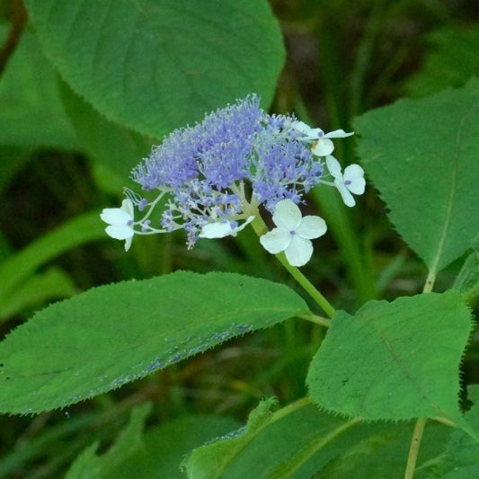 Hydrangea involucrata