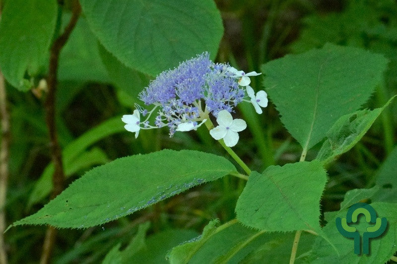 Hortensia (Hydrangea involucrata)