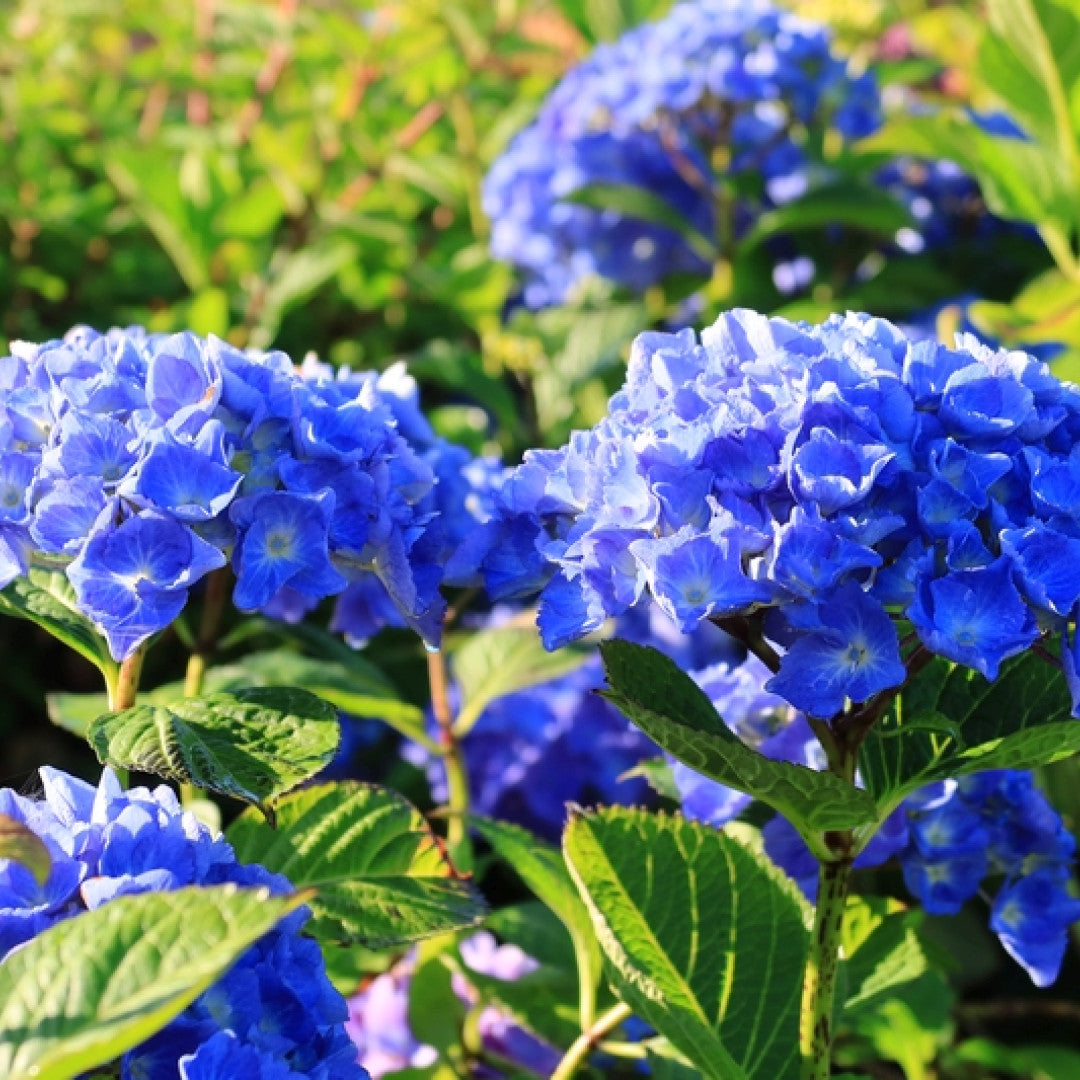 Hydrangea Forever & Ever Blue ®