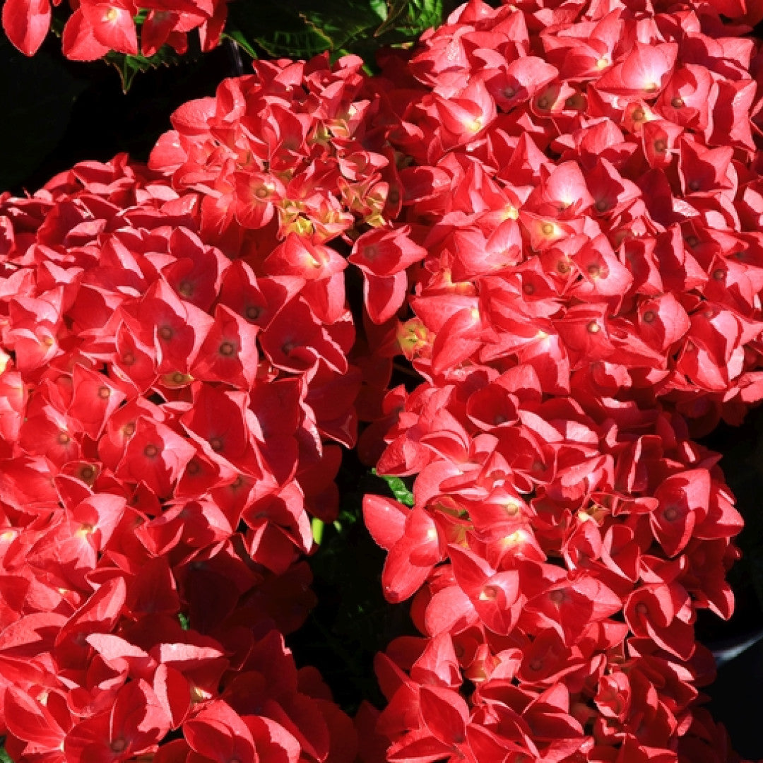 Hydrangea Forever & Ever Red ®