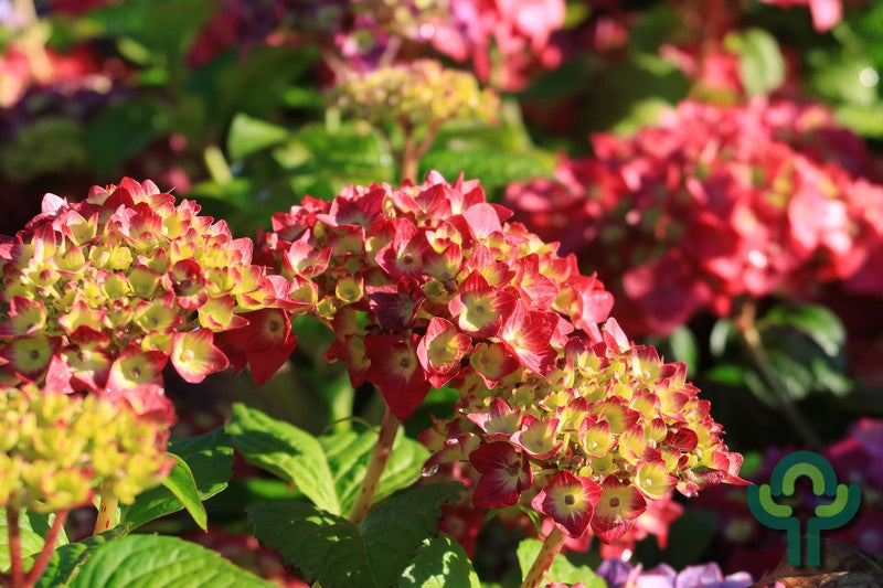 Hydrangea macr. Endl. Summer 'Summer Love' ® - Purple