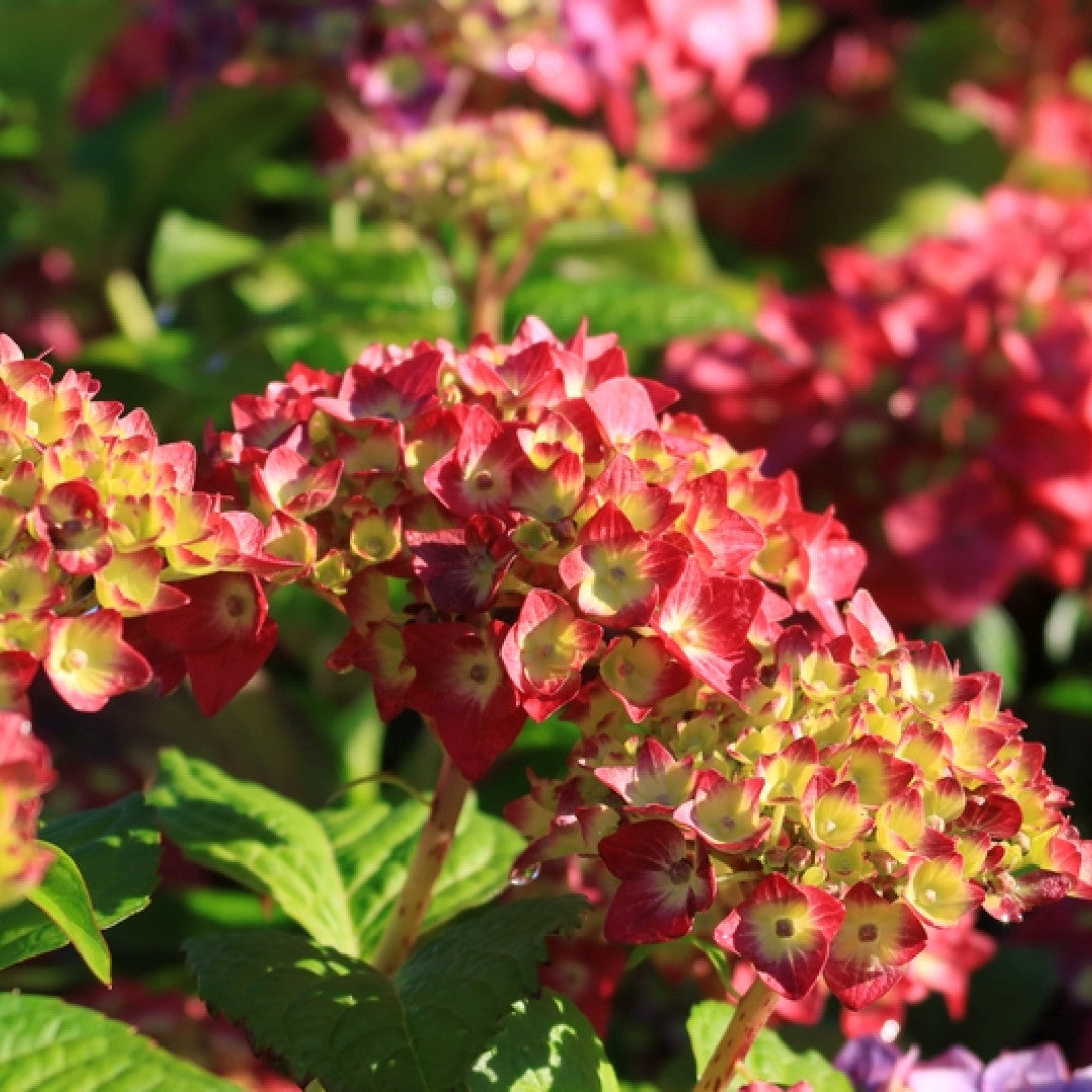 Hydrangea macr. Endl. Summer 'Summer Love' ® - Red