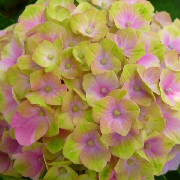 Hydrangea macrophylla Magical Amethyst ®