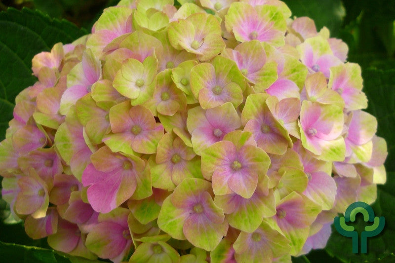 Hydrangea macrophylla Magical Amethyst ®