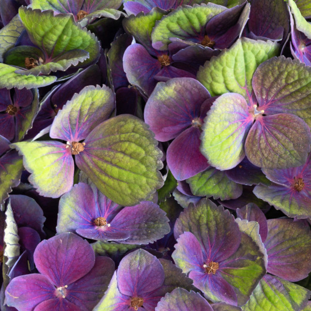 Hydrangea macrophylla Magical Coral ®