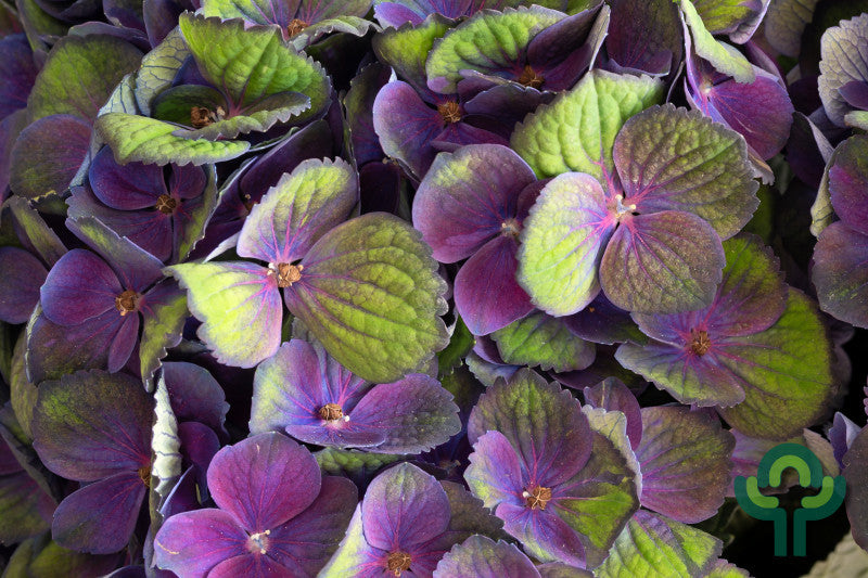 Hydrangea macrophylla Magical Coral ®
