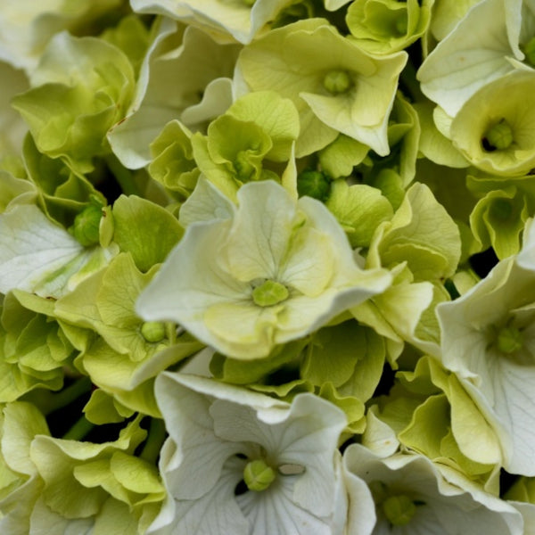 Hydrangea macrophylla Magical Noblesse ®