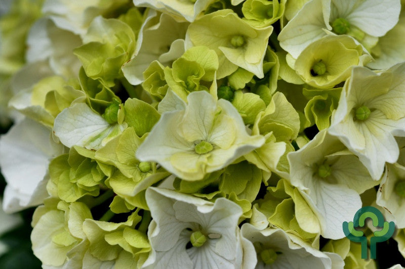 Hydrangea macrophylla Magical Noblesse ®