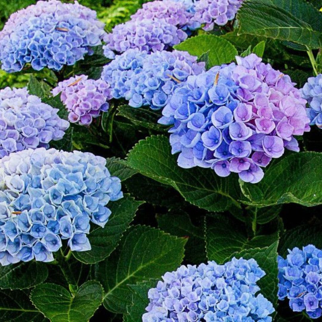 Hydrangea macrophylla Magical Revolution ®