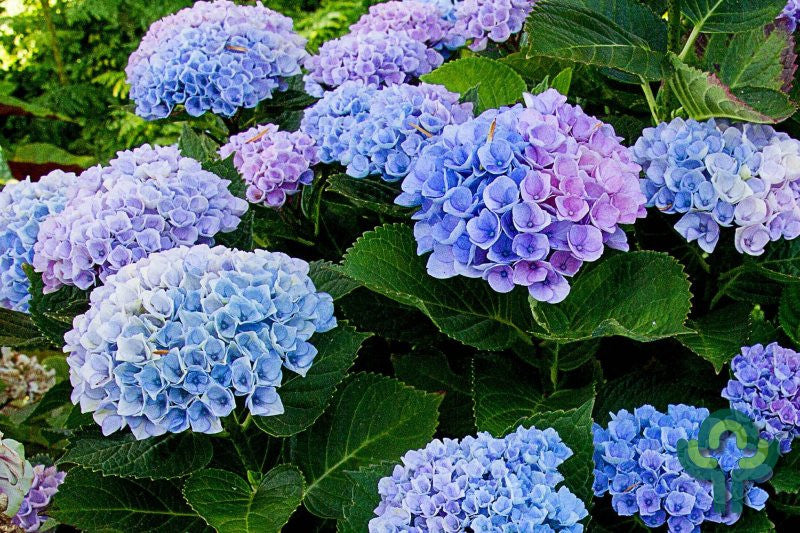 Hydrangea macrophylla Magical Revolution ®