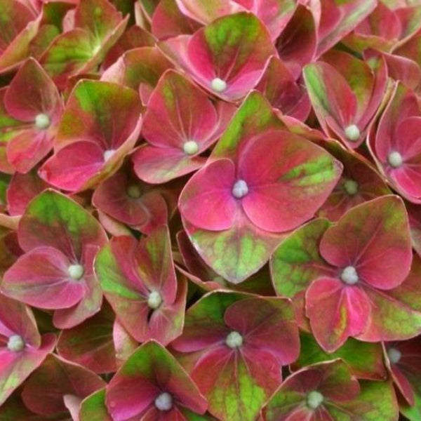 Hydrangea macrophylla Magical Sapphire ®