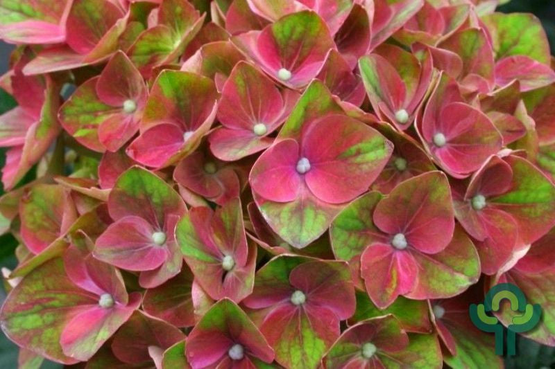 Hydrangea macrophylla Magical Sapphire ®