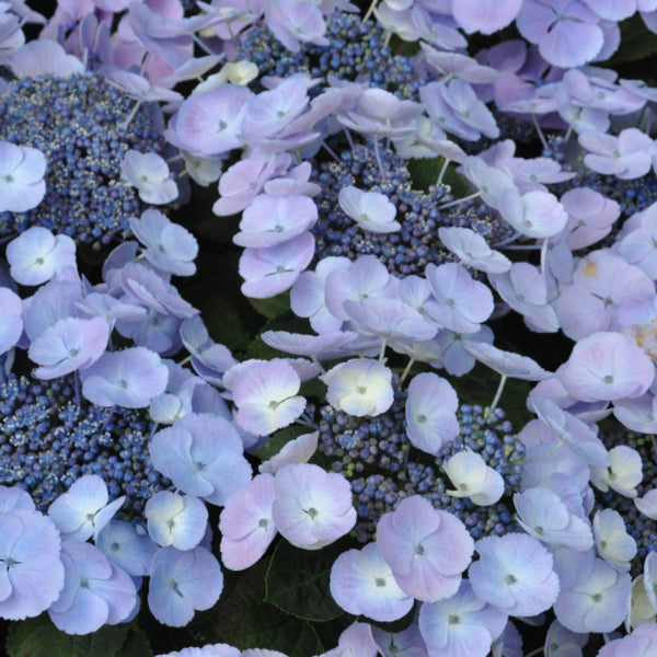 Hydrangea macrophylla 'Blauling' ®