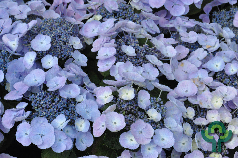 Hydrangea macrophylla 'Blauling' ®