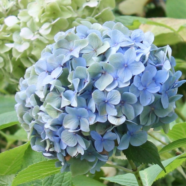 Hydrangea macrophylla 'Bodensee'