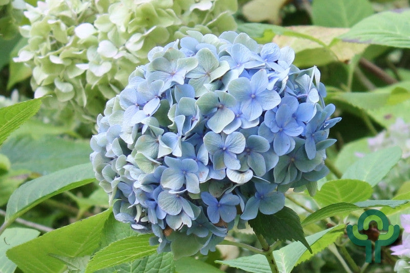 Hydrangea macrophylla 'Bodensee'