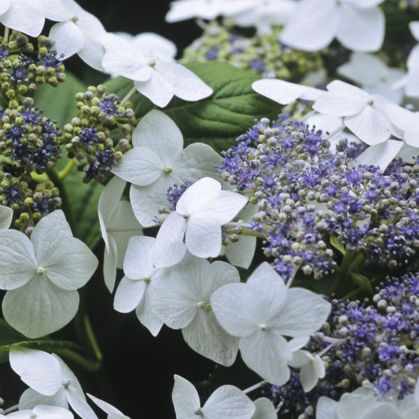 Hydrangea macrophylla 'Lanarth White'