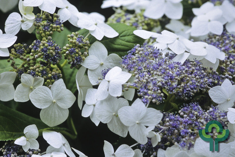 Hydrangea macrophylla 'Lanarth White'