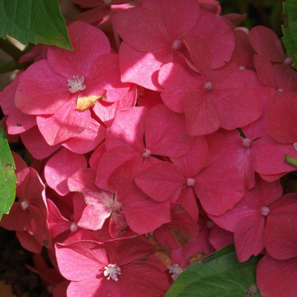 Hydrangea macrophylla 'Leuchtfeuer'