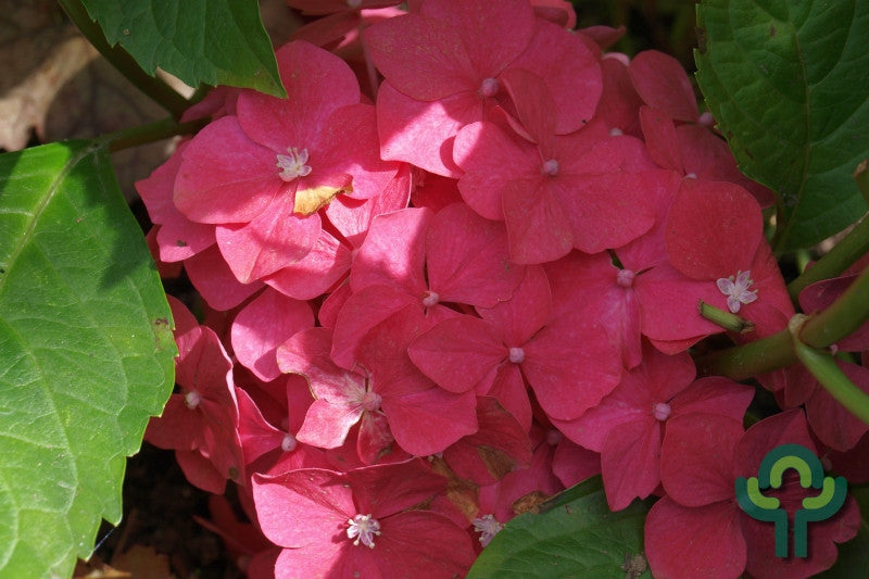 Hydrangea macrophylla 'Leuchtfeuer'