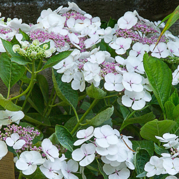 Hydrangea macrophylla 'Libelle'