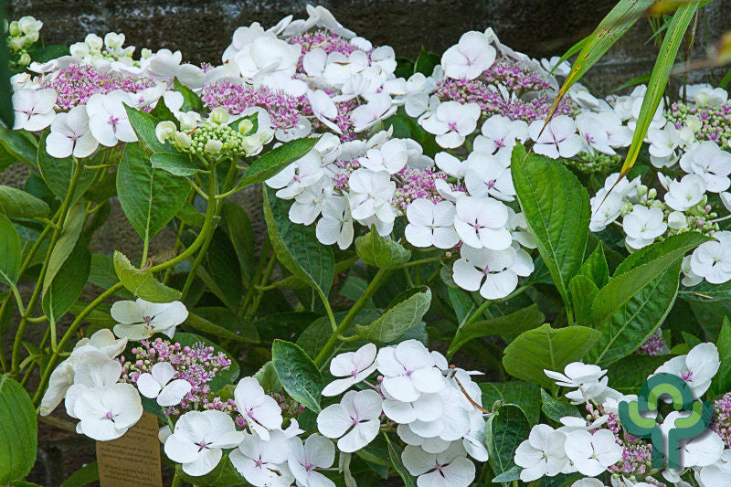 Hydrangea macrophylla 'Libelle'