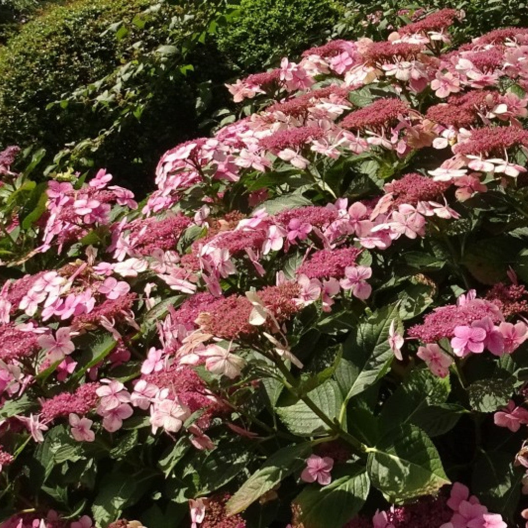 Hydrangea macrophylla 'Mariesii Perfecta'