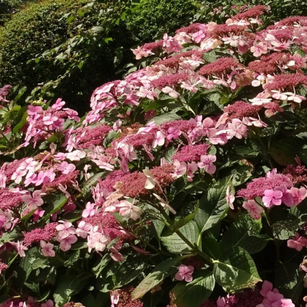 Hydrangea macrophylla 'Mariesii Perfecta'