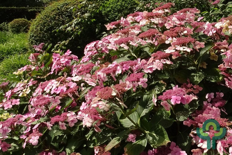 Hydrangea macrophylla 'Mariesii Perfecta'