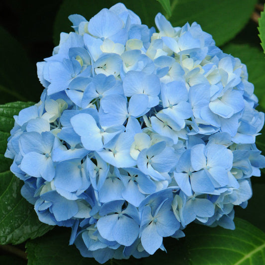 Hydrangea macrophylla 'Nikko Blue'