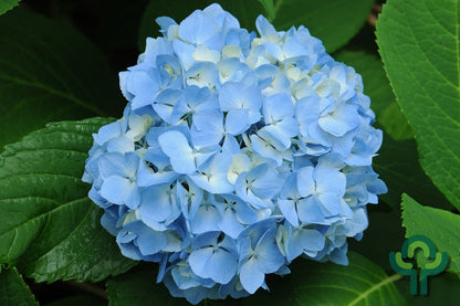 Hydrangea macrophylla 'Nikko Blue'