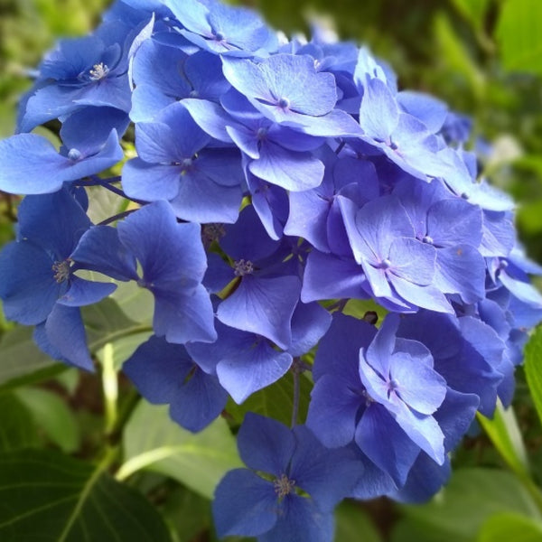 Hydrangea macrophylla 'Renate Steiniger' (= 'Renate')