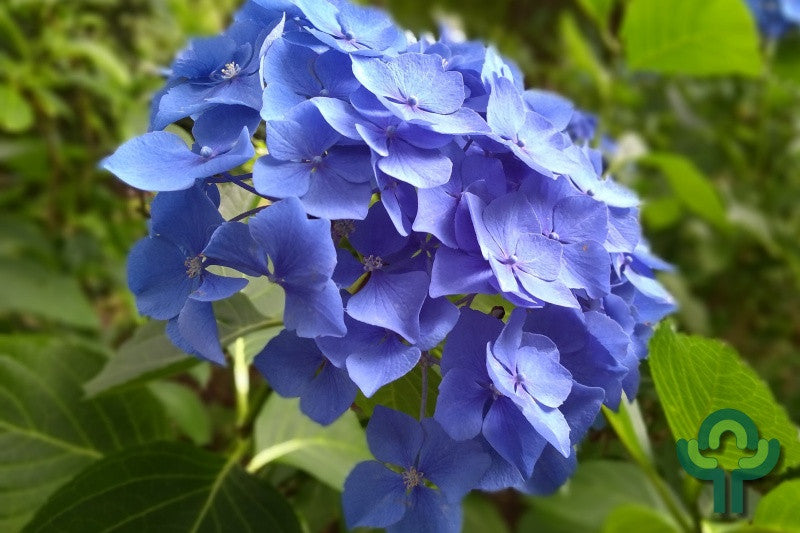 Hydrangea macrophylla 'Renate Steiniger' (= 'Renate')