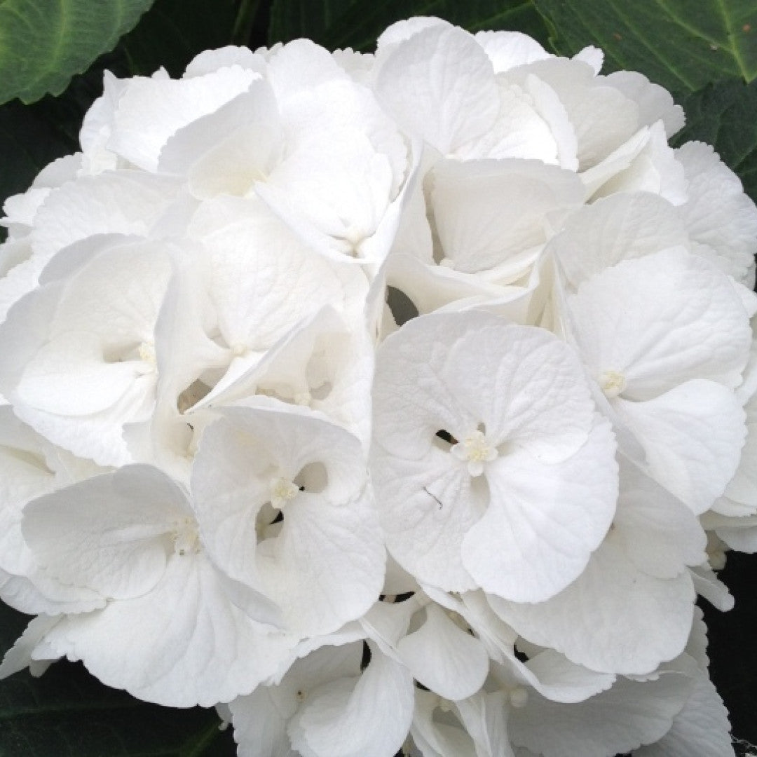 Hydrangea macrophylla 'Schneeball'