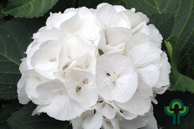 Hydrangea macrophylla 'Schneeball'