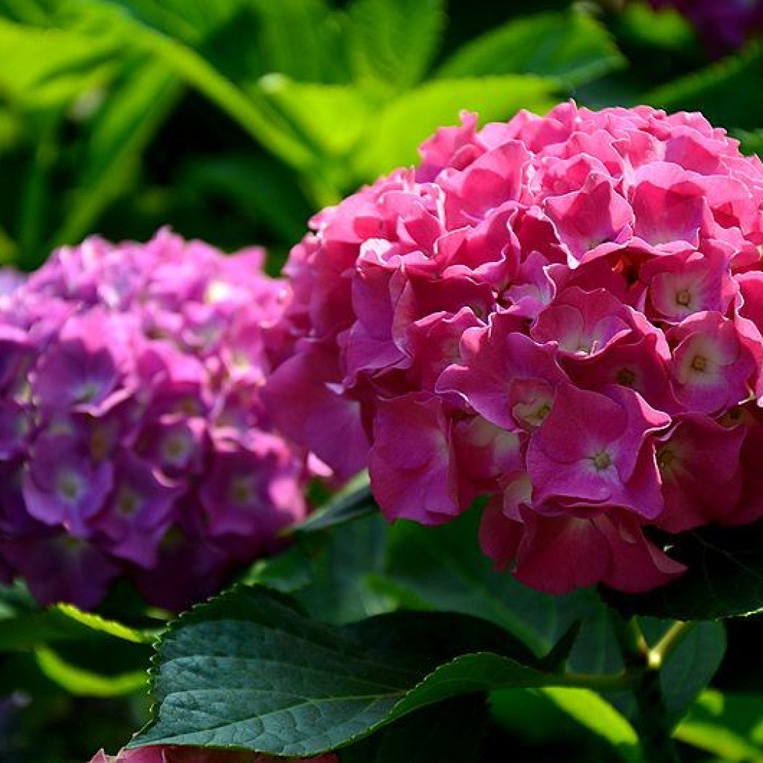 Hydrangea macrophylla 'Sibilla' (= 'Masja')