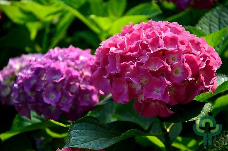Hydrangea macrophylla 'Sibilla' (= 'Masja')