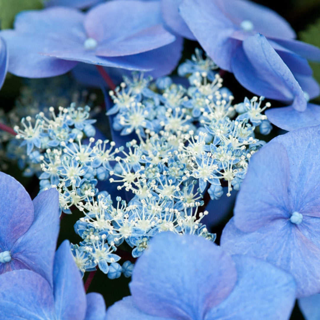 Hydrangea macrophylla 'Teller Blue'