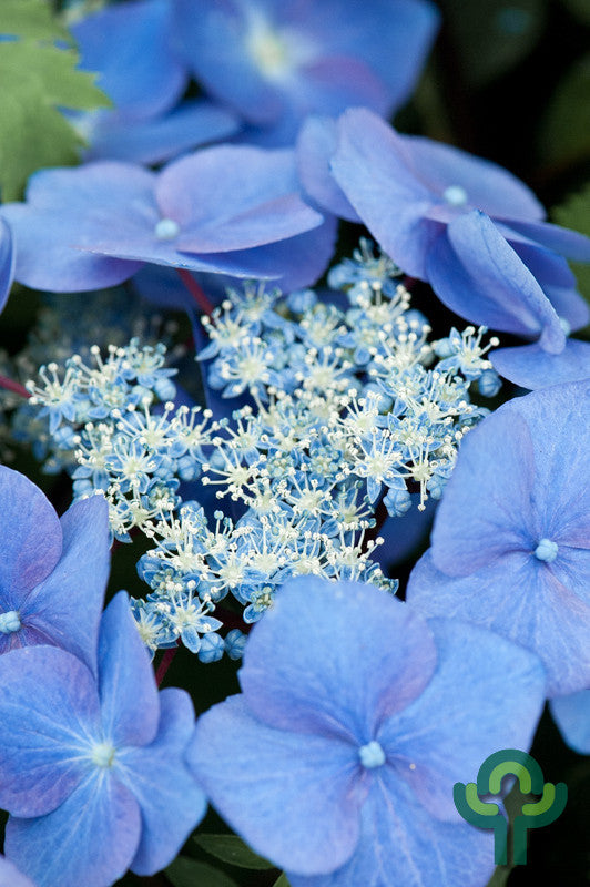 Hydrangea macrophylla 'Teller Blue'